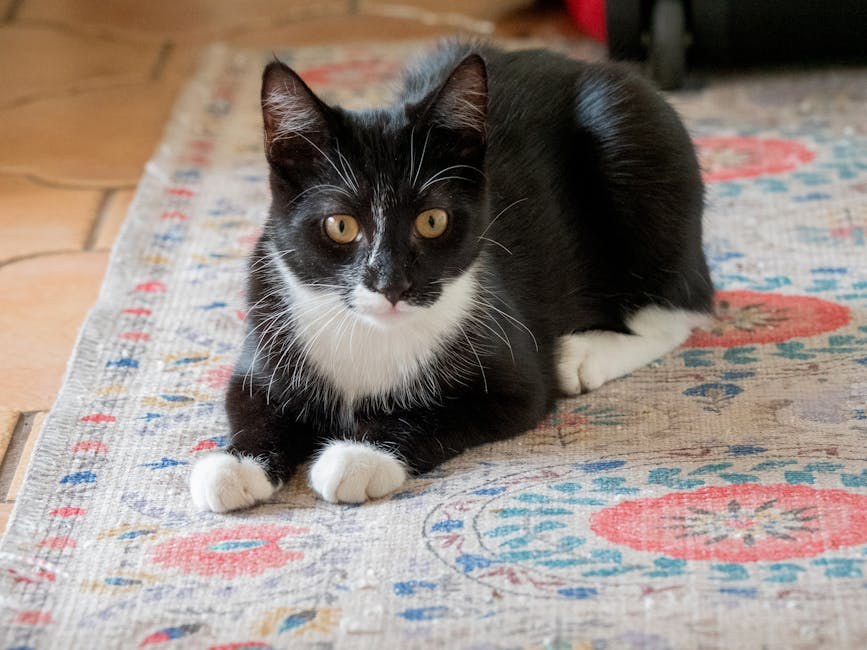 Niska proizvodnja paratireoidnog hormona kod pasa: simptomi, uzroci i liječenje