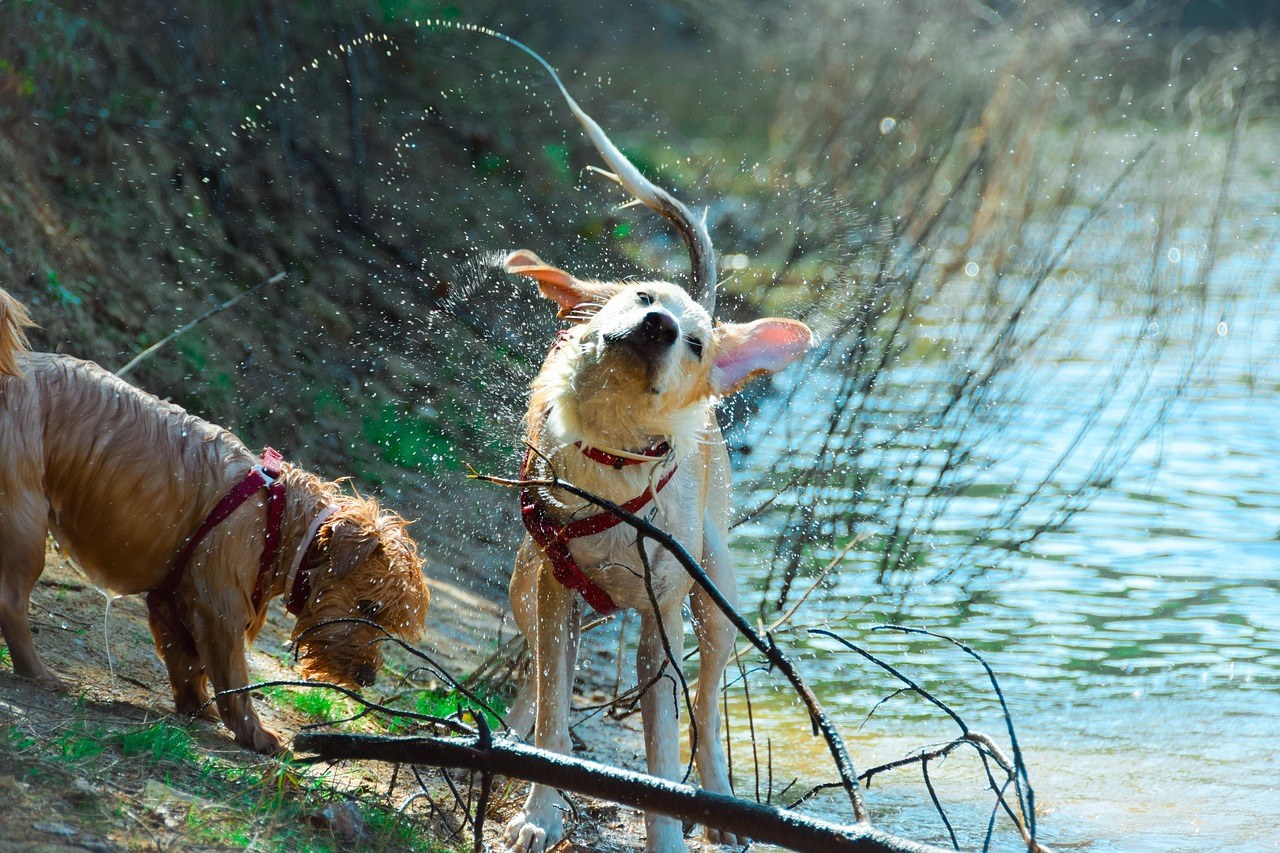 Poslastice koje su zaista dobre za vašeg psa