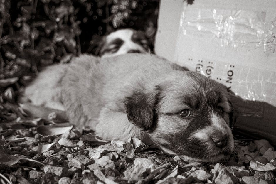 Eozinofilna pneumonija u pasa: simptomi, uzroci i liječenje