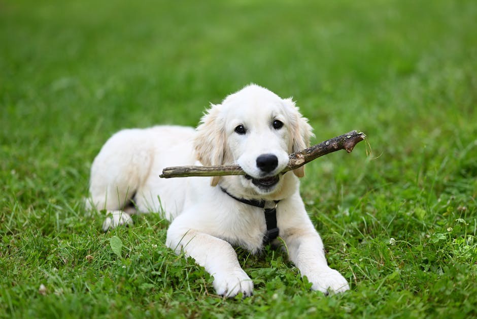 Proljetni savjeti za njegu kućnih ljubimaca od veteranke s TikToka , dr. Lindsay Butzer