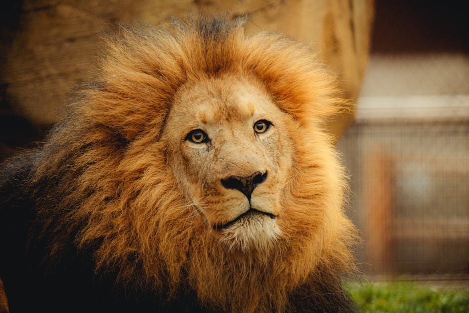 Luksacija patele kod pasa: simptomi, uzroci i liječenje