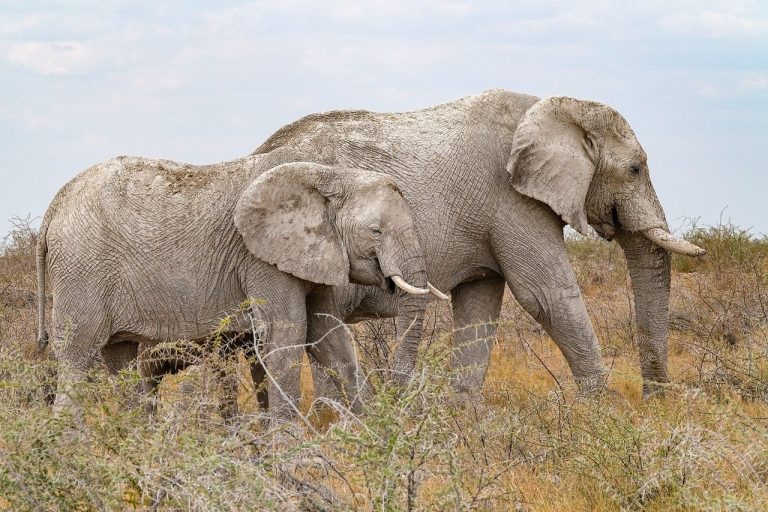 Luksacija patele kod pasa: simptomi, uzroci i liječenje