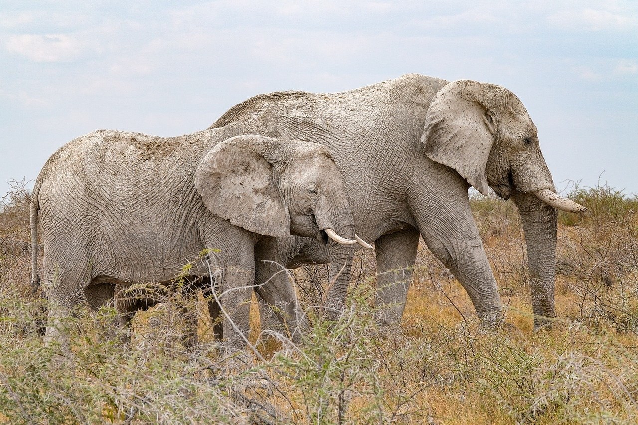 Luksacija patele kod pasa: simptomi, uzroci i liječenje