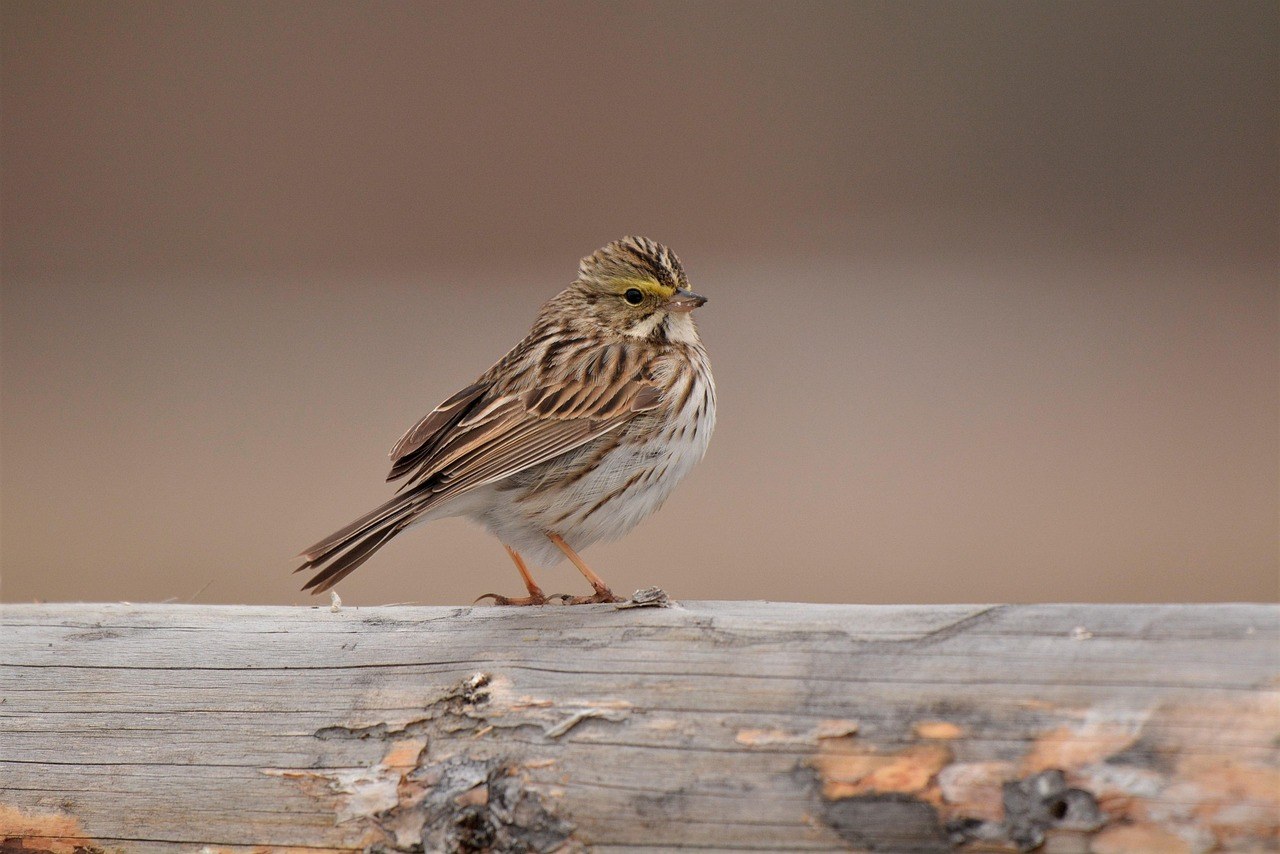 Luksacija patele kod pasa: simptomi, uzroci i liječenje