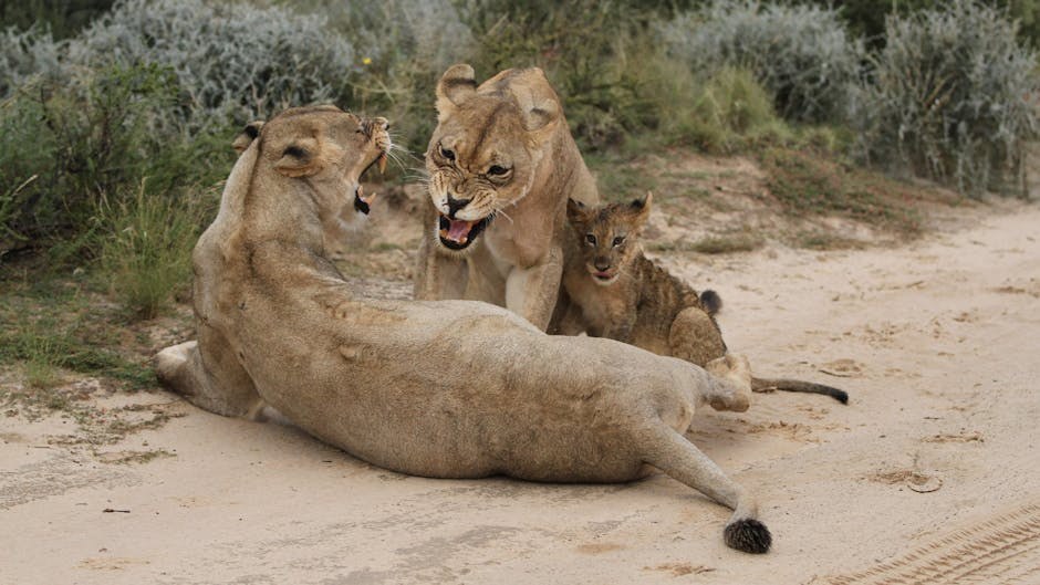 Luksacija patele kod pasa: simptomi, uzroci i liječenje