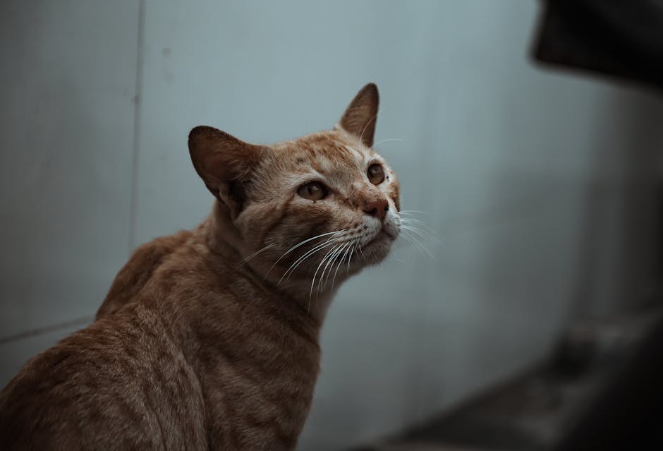 Materninski poremećaji ponašanja kod pasa: simptomi, uzroci i liječenje