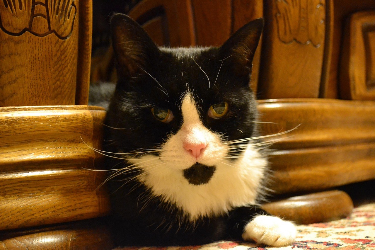 Materninski poremećaji ponašanja kod pasa: simptomi, uzroci i liječenje