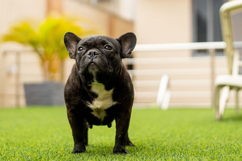 Dominacija: prljava riječ u dresuri pasa