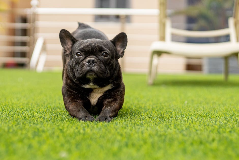 Dominacija: prljava riječ u dresuri pasa