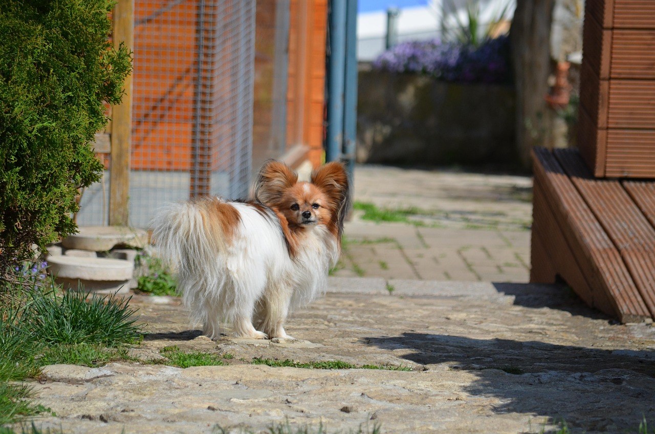 Nemogućnost apsorpcije vitamina B12 kod pasa: simptomi, uzroci i liječenje