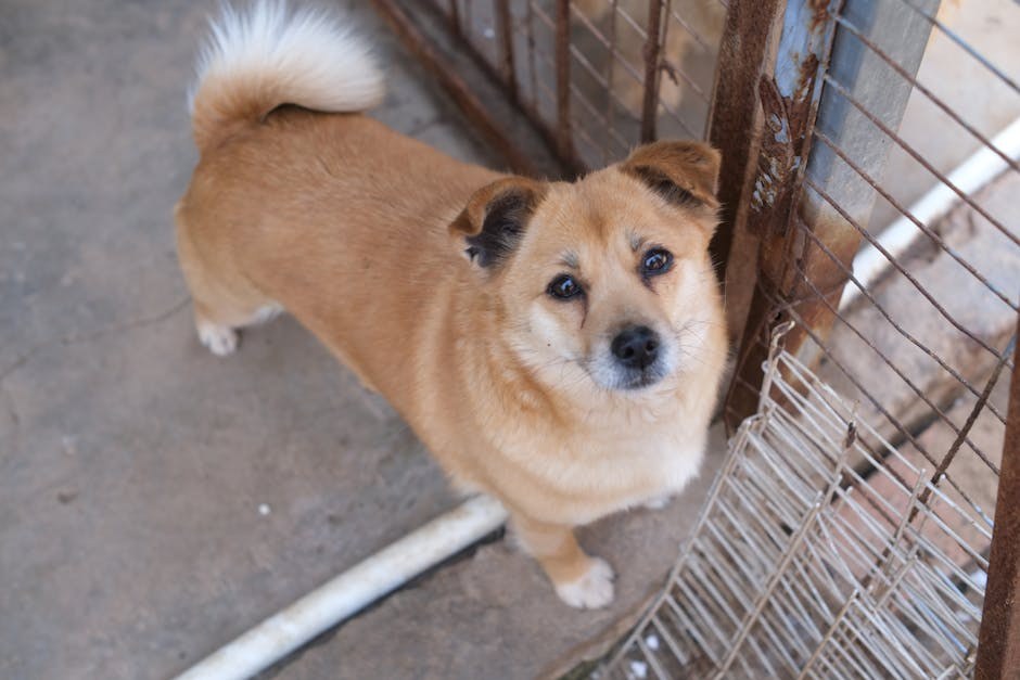 Nedostatak fosfofruktokinaze u pasa: simptomi, uzroci i liječenje