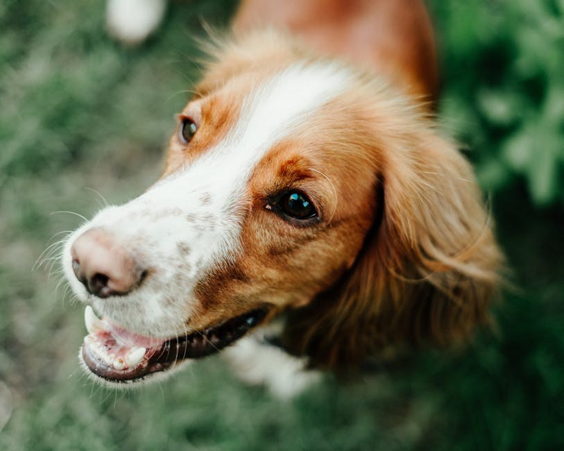 Infekcija svinjskom glisticom kod pasa: simptomi, uzroci i liječenje