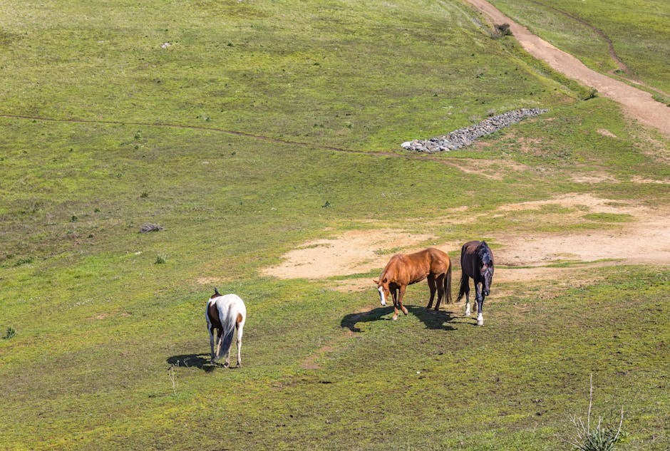 Briga za starijeg psa: što trebate znati