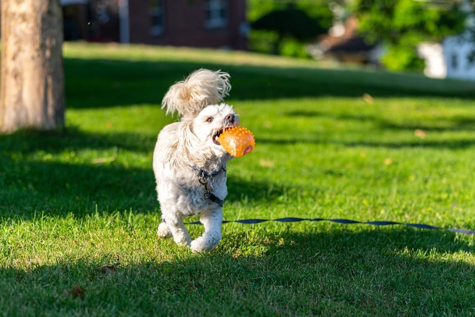 Vrećaste tvorbe na stijenci jednjaka kod pasa: simptomi, uzroci i liječenje