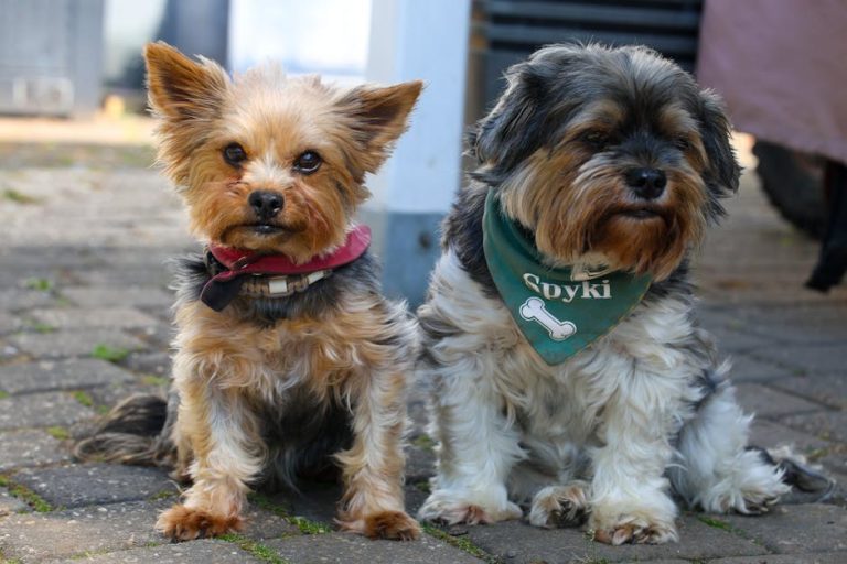 Smijem li psu dati aspirin? Je li aspirin siguran za pse?