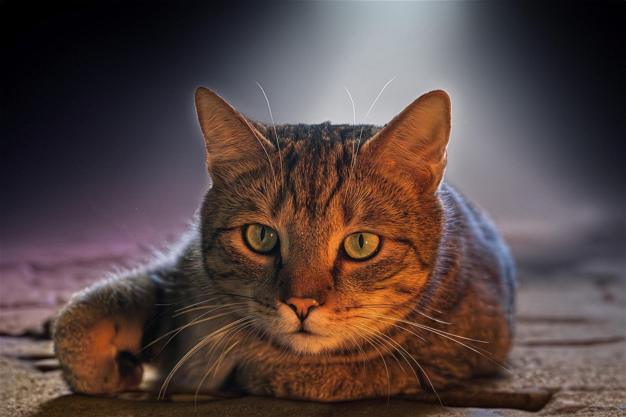 Smiju li psi piti jabučni ocat? Je li jabučni ocat siguran za pse?