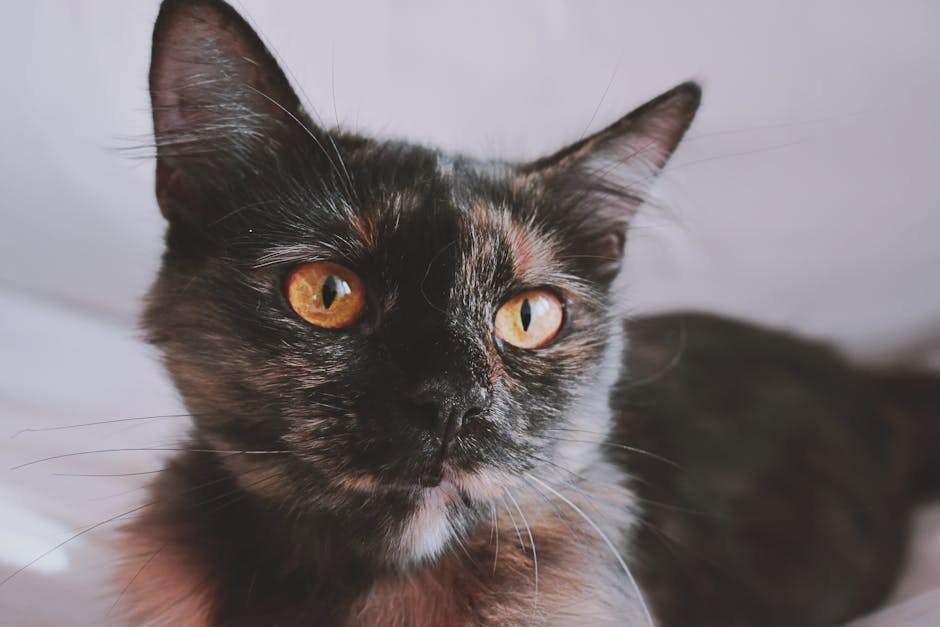 Smiju li psi piti jabučni ocat? Je li jabučni ocat siguran za pse?