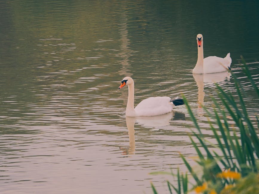 Smiju li psi piti sojino mlijeko - je li napitak siguran?