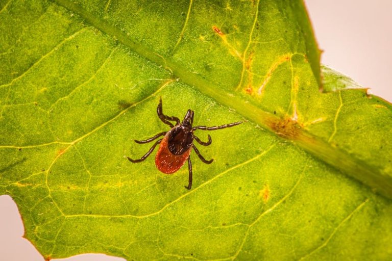 Mogu li psi jesti krilasti grah? Je li krilasti grah siguran za pse?