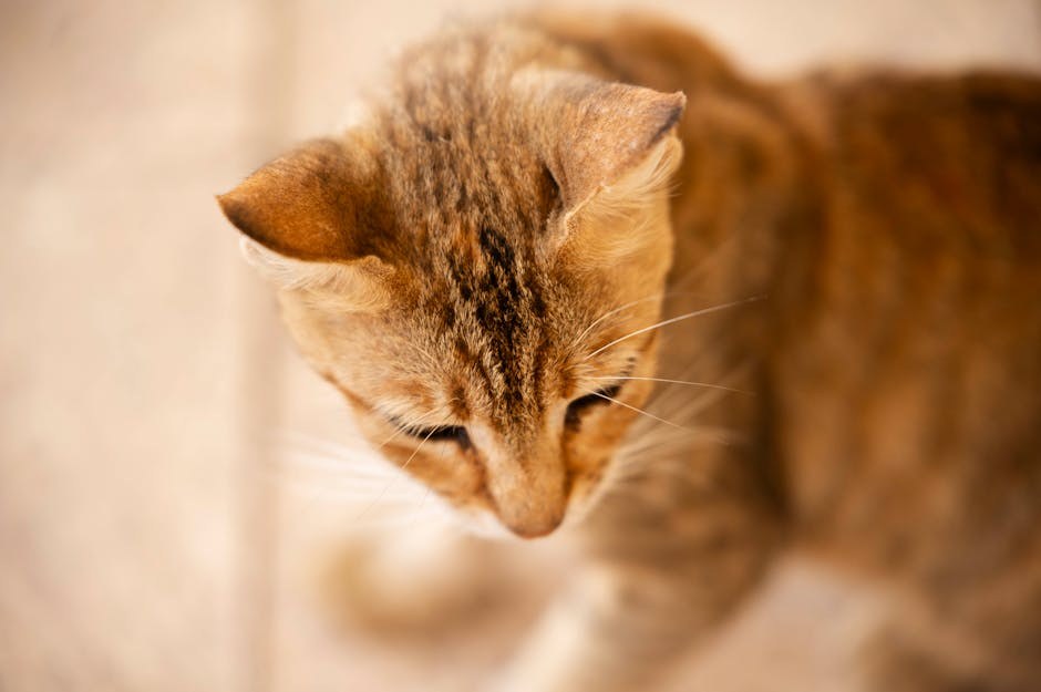 Opstrukcija crijeva kod pasa: simptomi, uzroci i liječenje