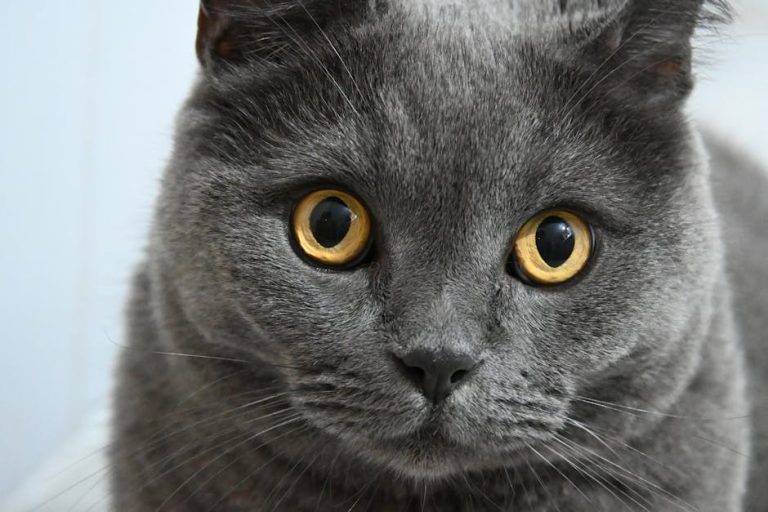 Opstrukcija crijeva kod pasa: simptomi, uzroci i liječenje