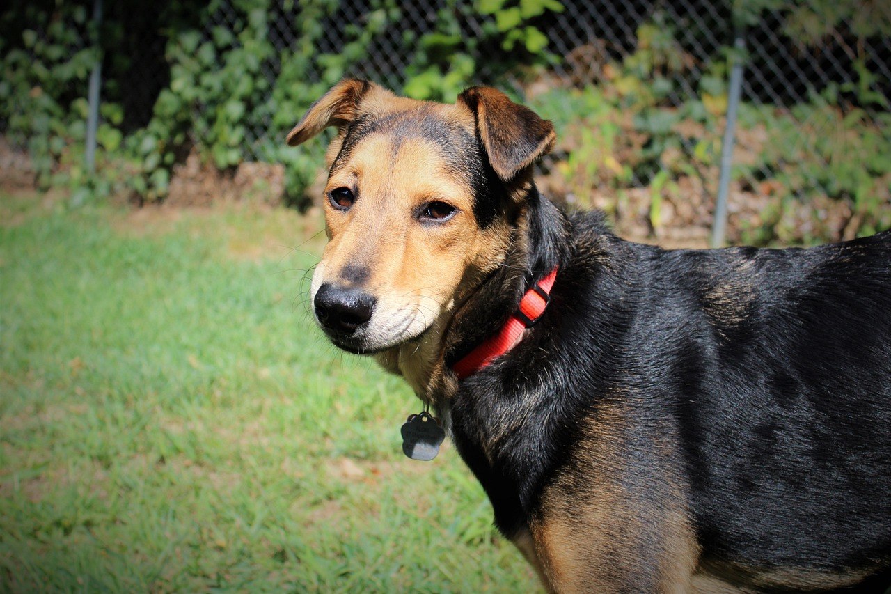 Mogu li psi jesti dugu mahunu? Je li sigurna za pse?