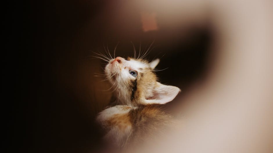 Smiju li psi jesti slaninu? Je li ova poslastica bezopasna za ljubimce?