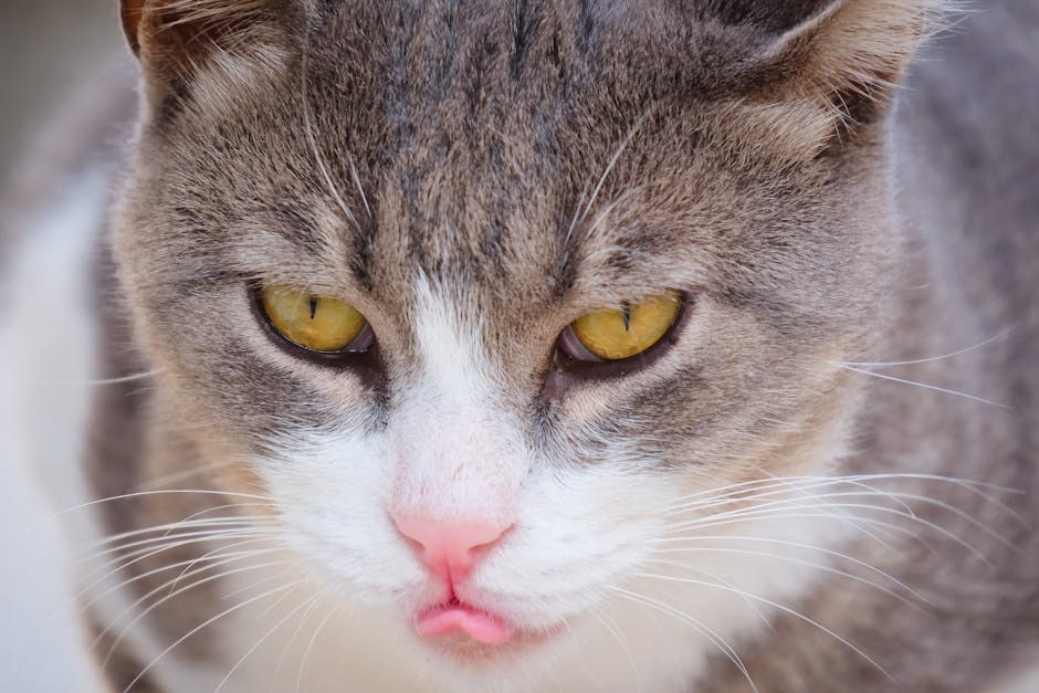 Smiju li psi jesti slaninu? Je li ova poslastica bezopasna za ljubimce?