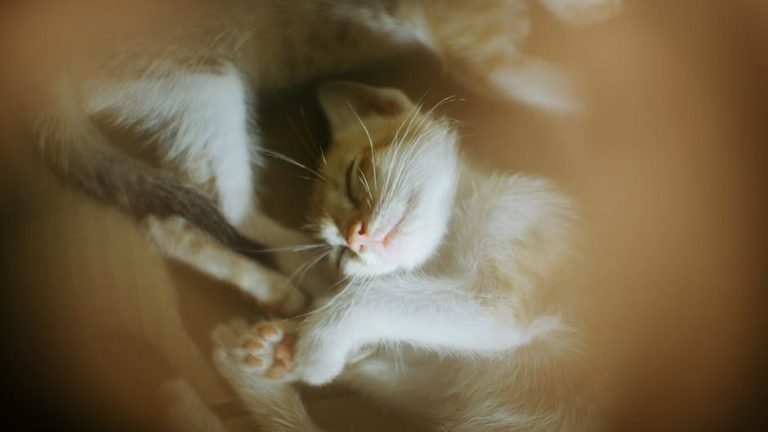 Smiju li psi jesti slaninu? Je li ova poslastica bezopasna za ljubimce?