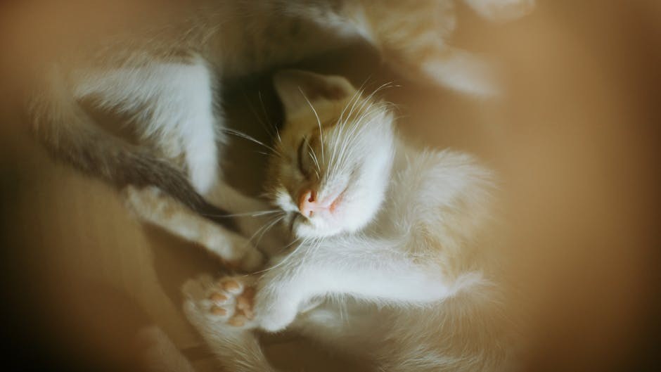 Smiju li psi jesti slaninu? Je li ova poslastica bezopasna za ljubimce?