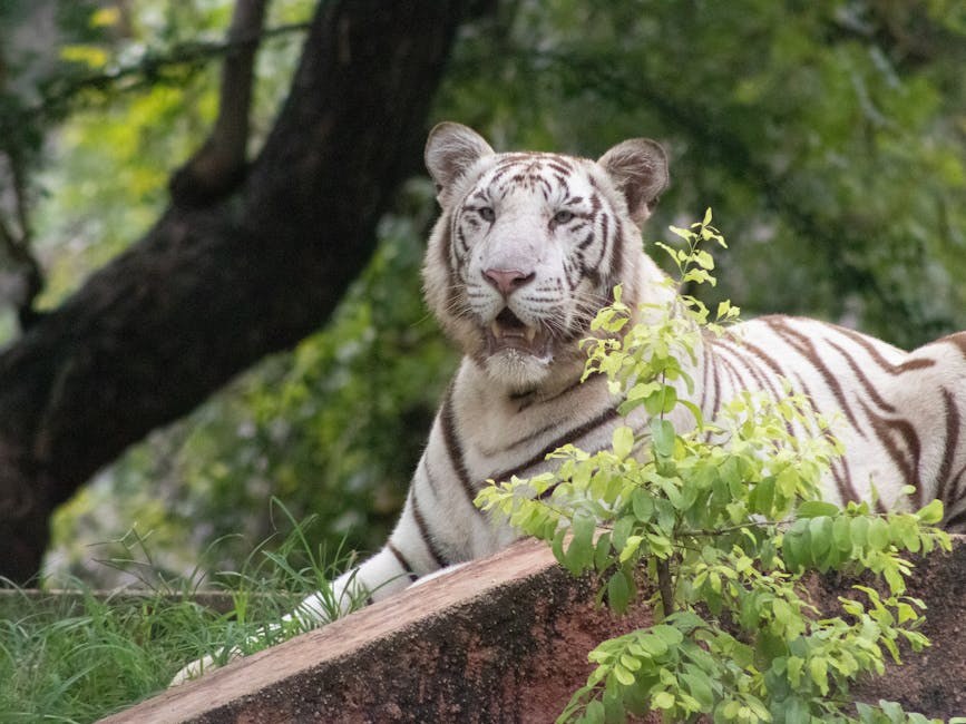 Smiju li psi jesti chorizo ? Je li chorizo siguran za pse?