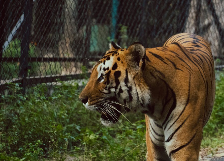 Smiju li psi jesti chorizo ? Je li chorizo siguran za pse?