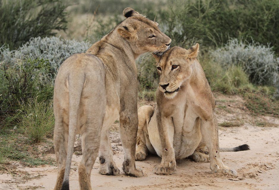 Smiju li psi jesti nektarine? Jesu li nektarine sigurne za pse?