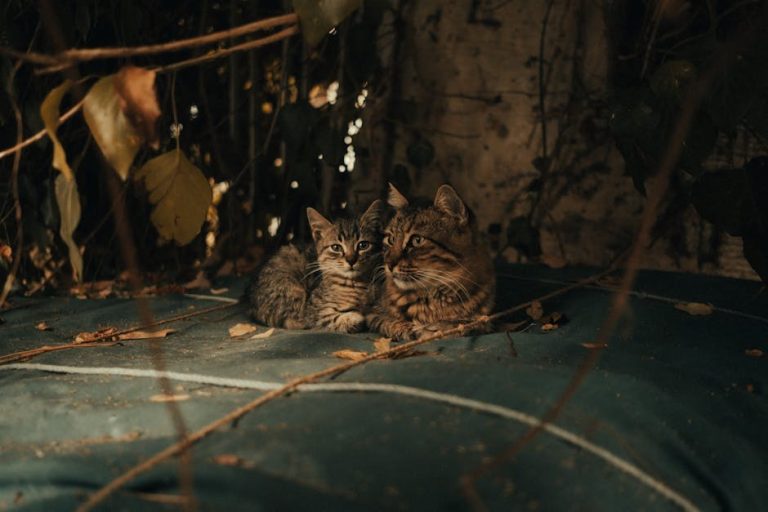 Smiju li psi jesti nektarine? Jesu li nektarine sigurne za pse?