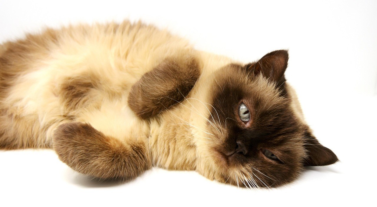 Smiju li psi jesti nachose? Jesu li nachosi sigurni za pse?