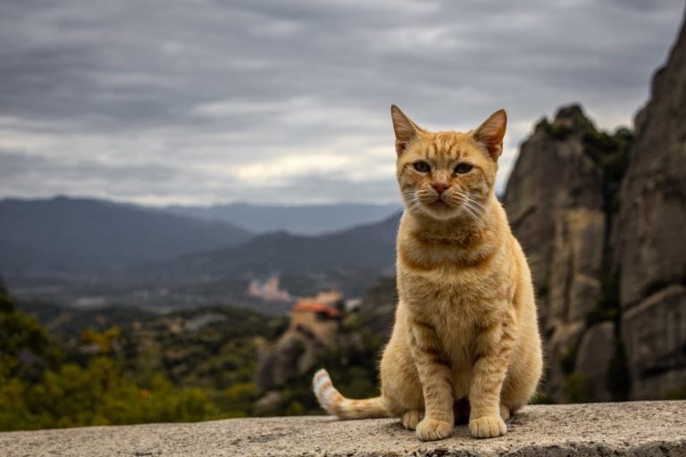 Smiju li psi jesti kukuruzni cornbread i je li to sigurno?
