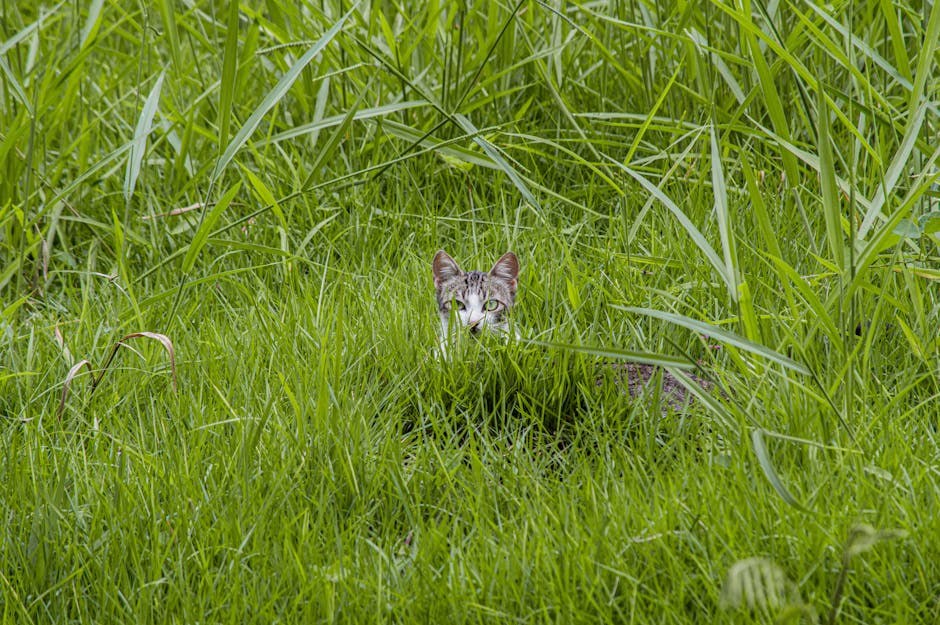 Smiju li psi jesti kukuruzni cornbread i je li to sigurno?