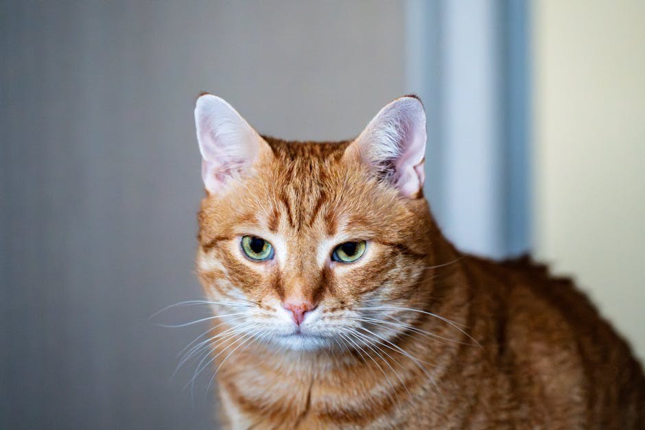 Smiju li psi jesti pekan orahe? Jesu li pekan orasi sigurni za pse?