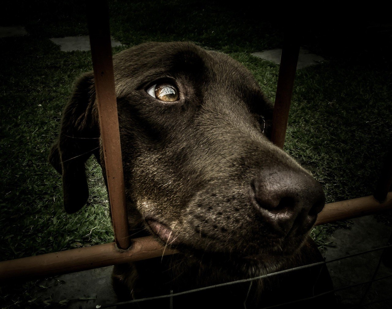 Smiju li psi jesti pekan orahe? Jesu li pekan orasi sigurni za pse?