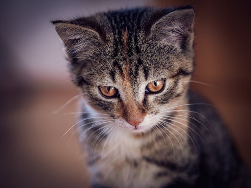 Smiju li psi jesti pekan orahe? Jesu li pekan orasi sigurni za pse?