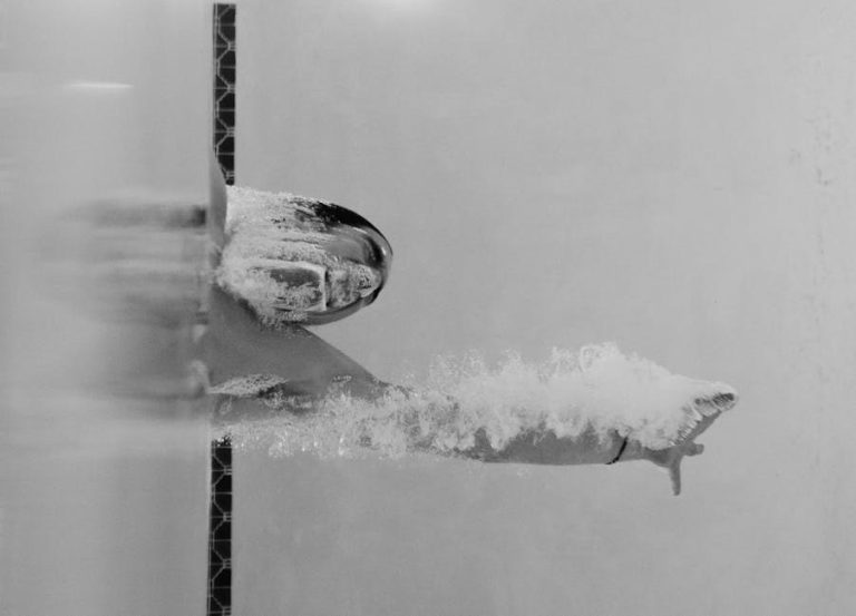 Domaći sprej s jabučnim octom protiv buha i krpelja za pse i mačke