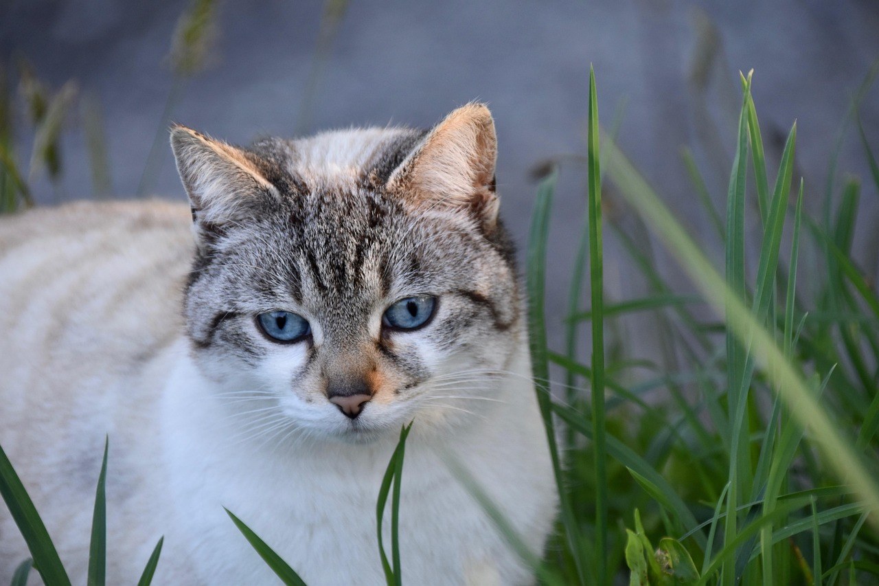 Domaći sprej s jabučnim octom protiv buha i krpelja za pse i mačke