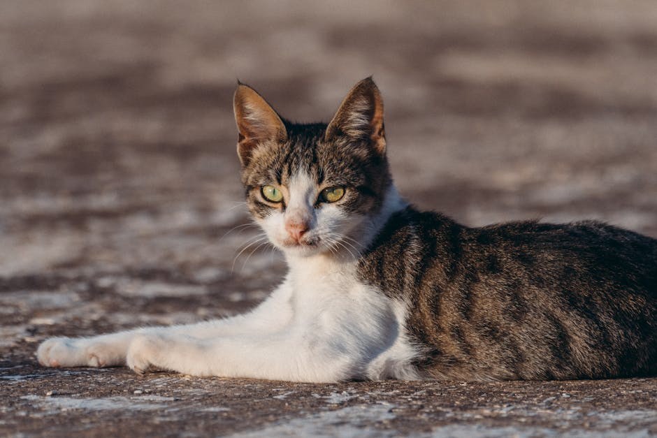 Smiju li psi jesti candy corn i je li siguran za pse?
