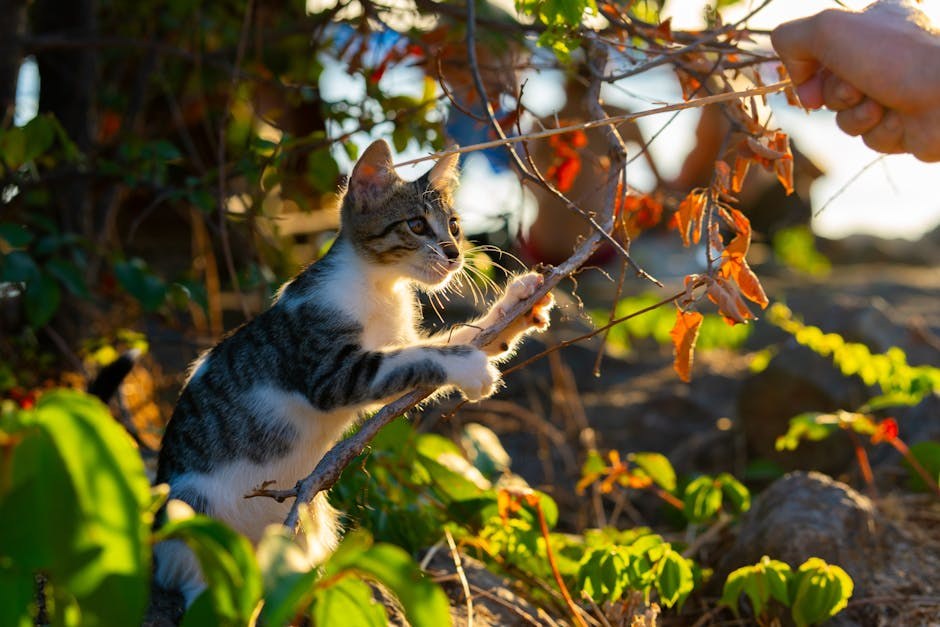 Smiju li psi jesti candy corn i je li siguran za pse?