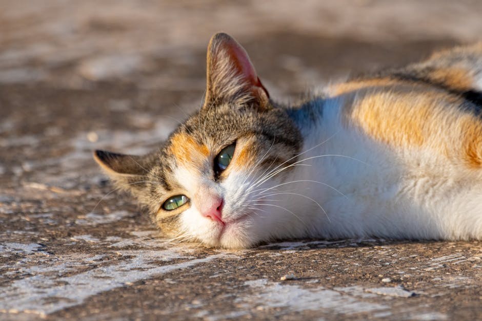 Smiju li psi jesti candy corn i je li siguran za pse?