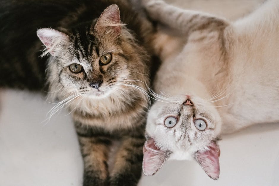 Smiju li psi jesti masline? Jesu li masline sigurne za pse?