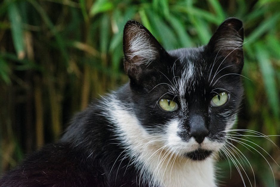 Smiju li psi jesti umak za barbecue i je li siguran?