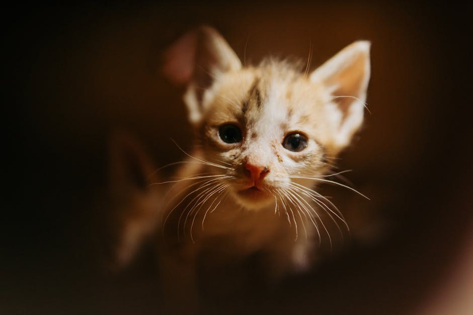 Smiju li psi jesti umak za barbecue i je li siguran?