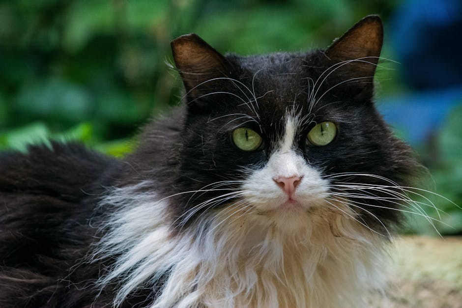 Smiju li psi jesti umak za barbecue i je li siguran?