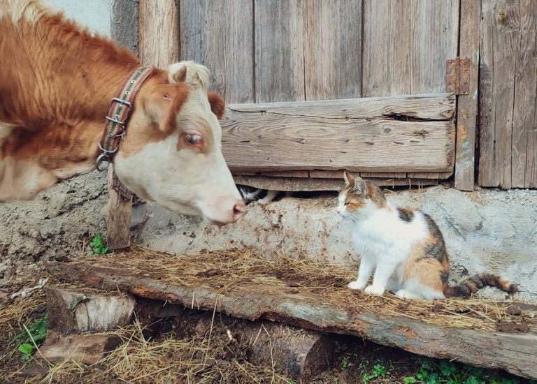 Smiju li psi jesti Combos? Jesu li ove grickalice sigurne za pse?